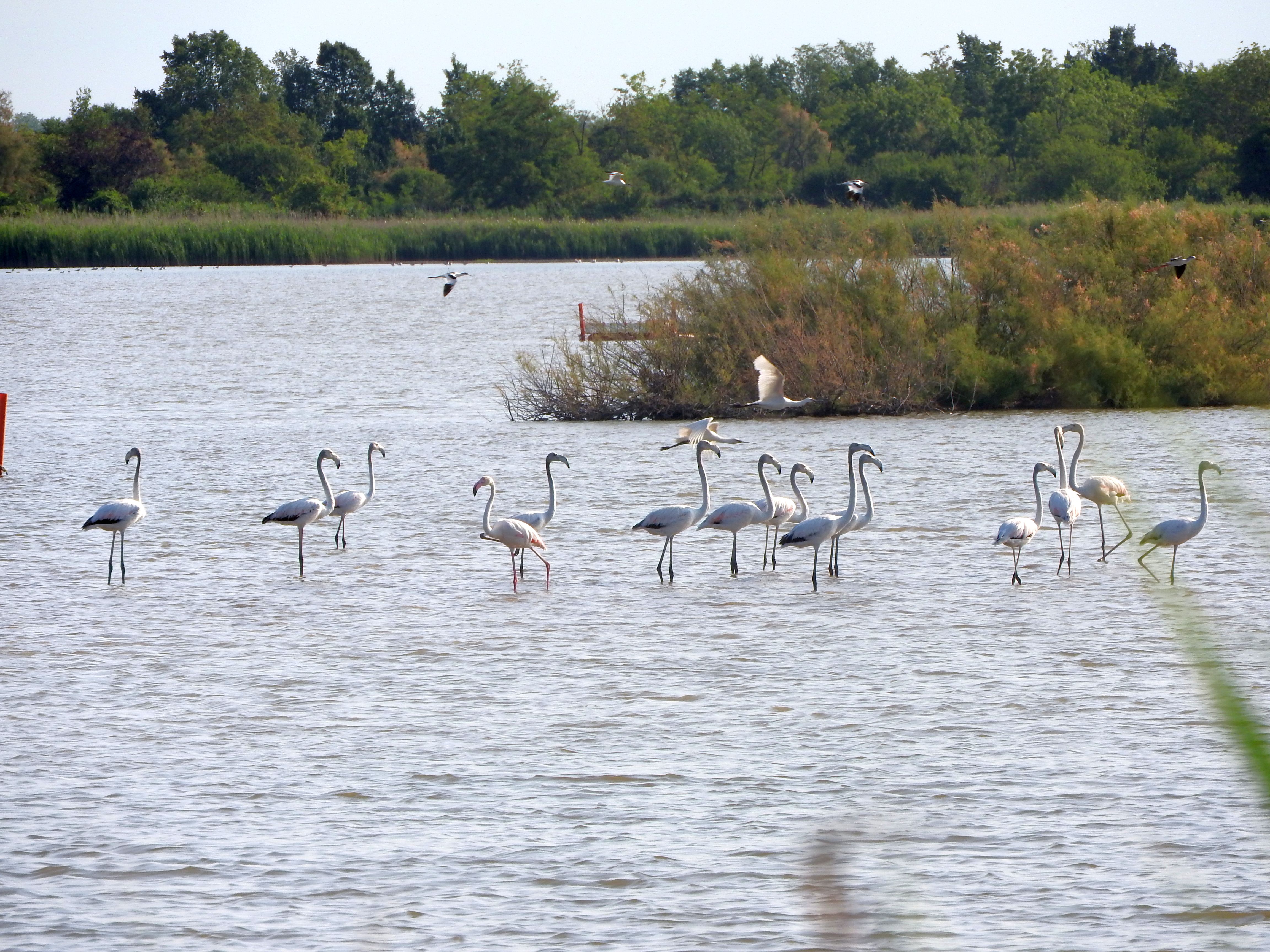 Fenicotteri e spatola in volo