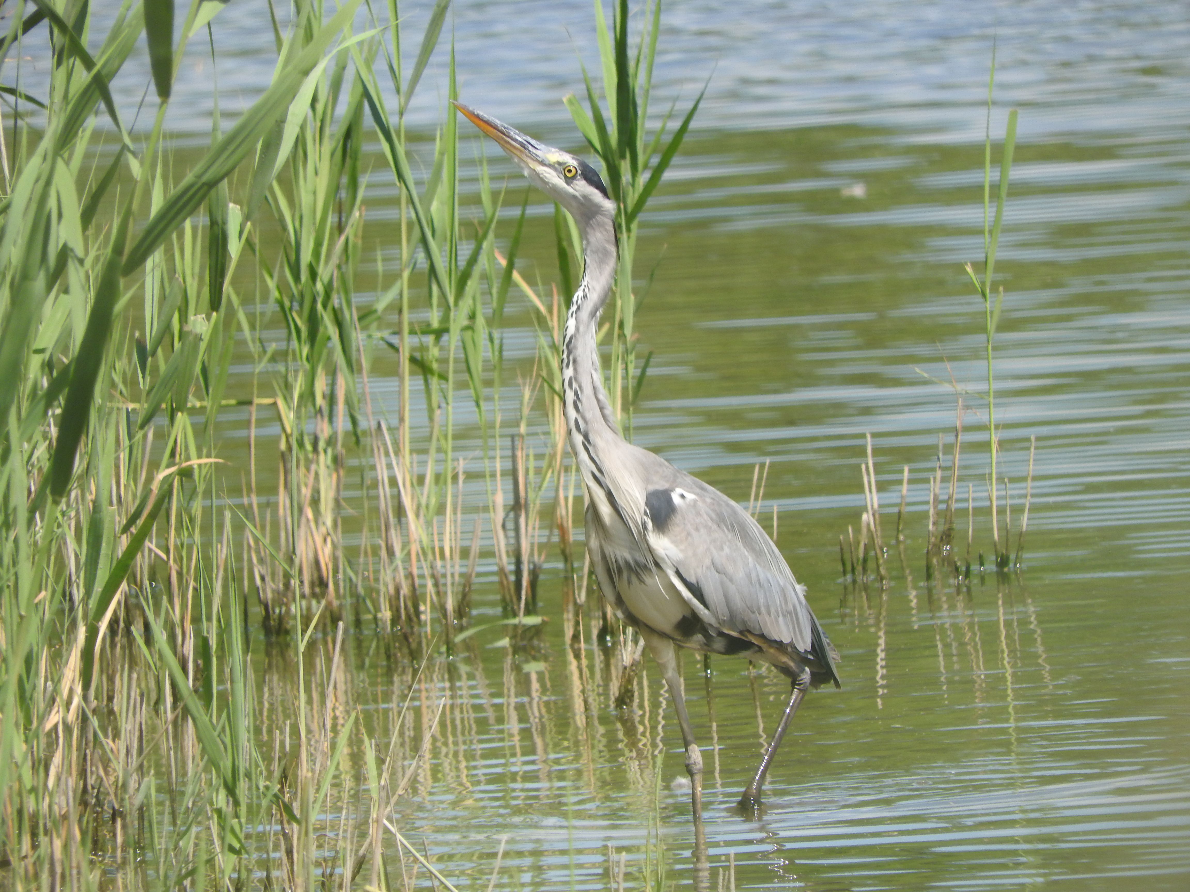 Grey Heron