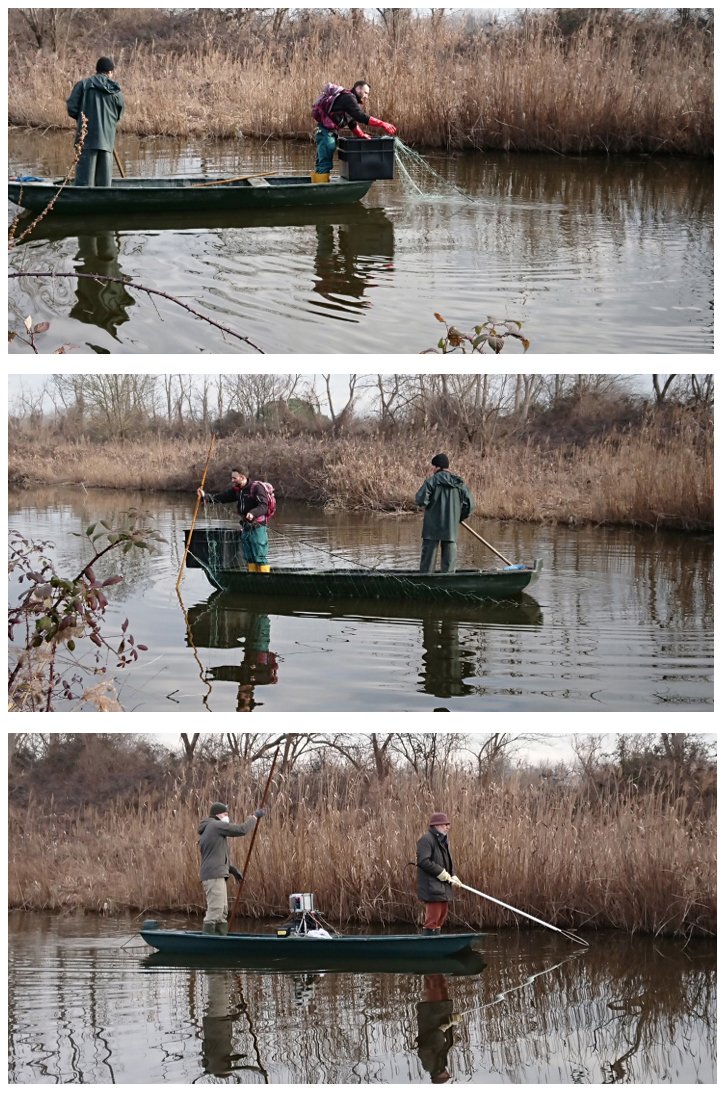 Wels catfish reduction