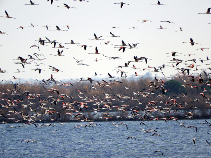 Monitoraggio dell’avifauna. Febbraio 2021