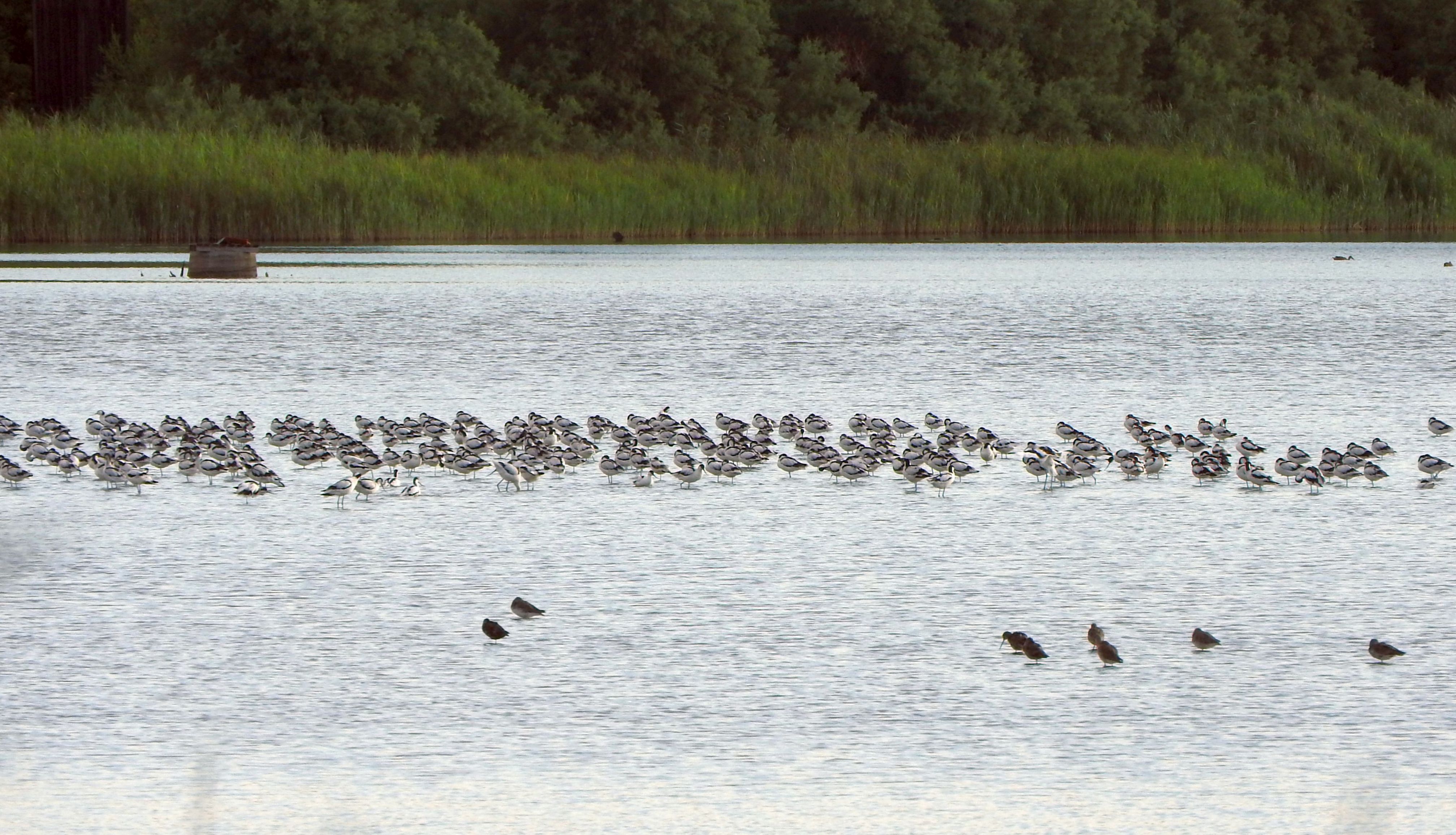 Avocette e Totani mori