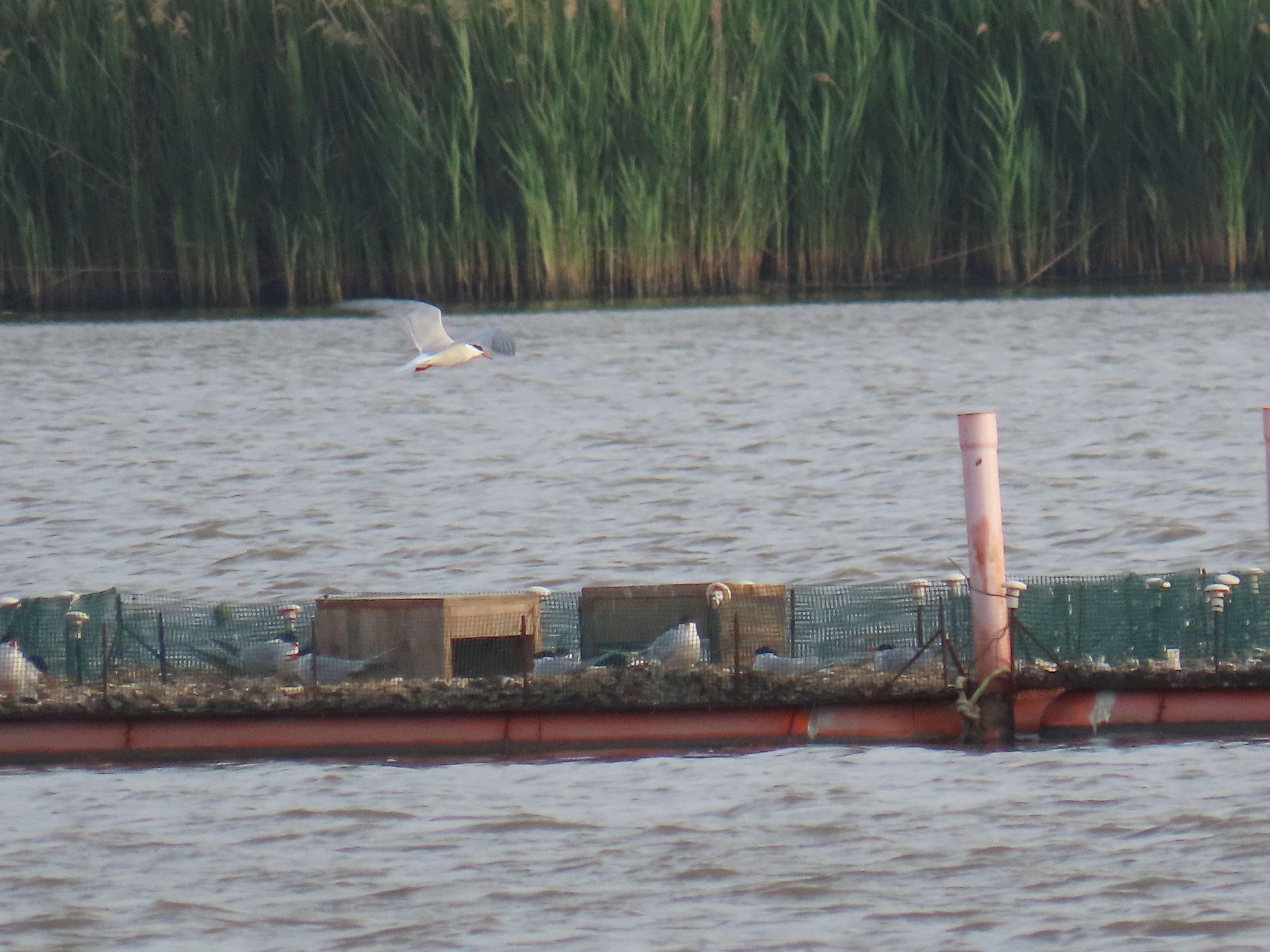 Common tern fly on rafts