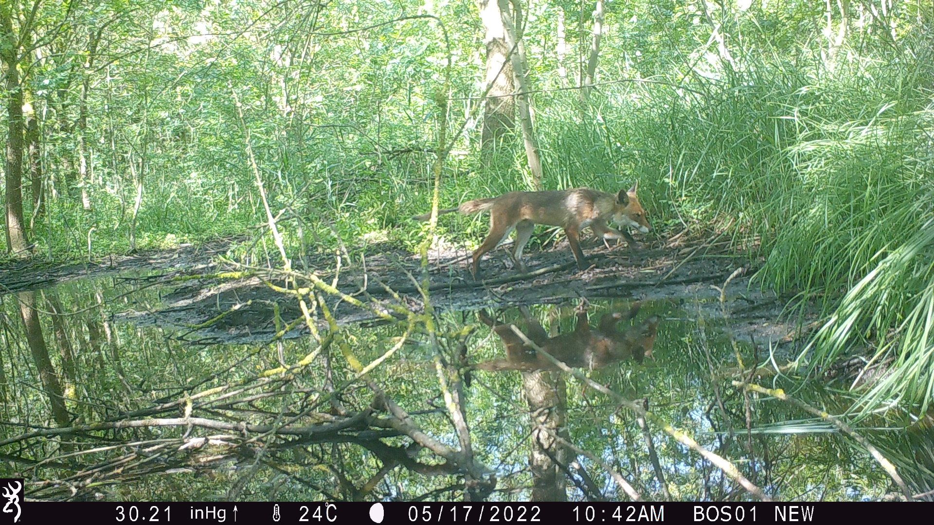 Fox in the grove