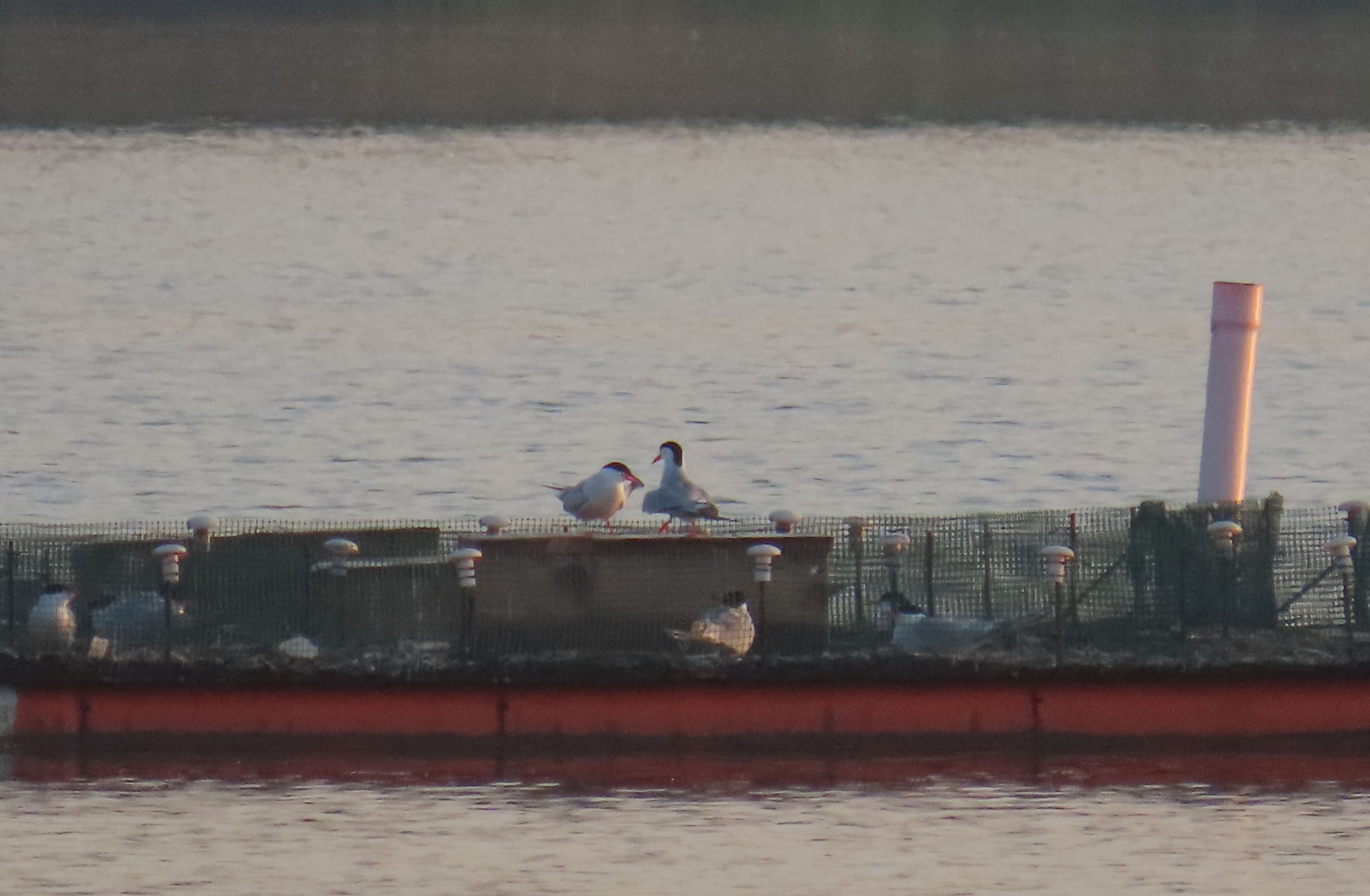 Common Tern on rafts