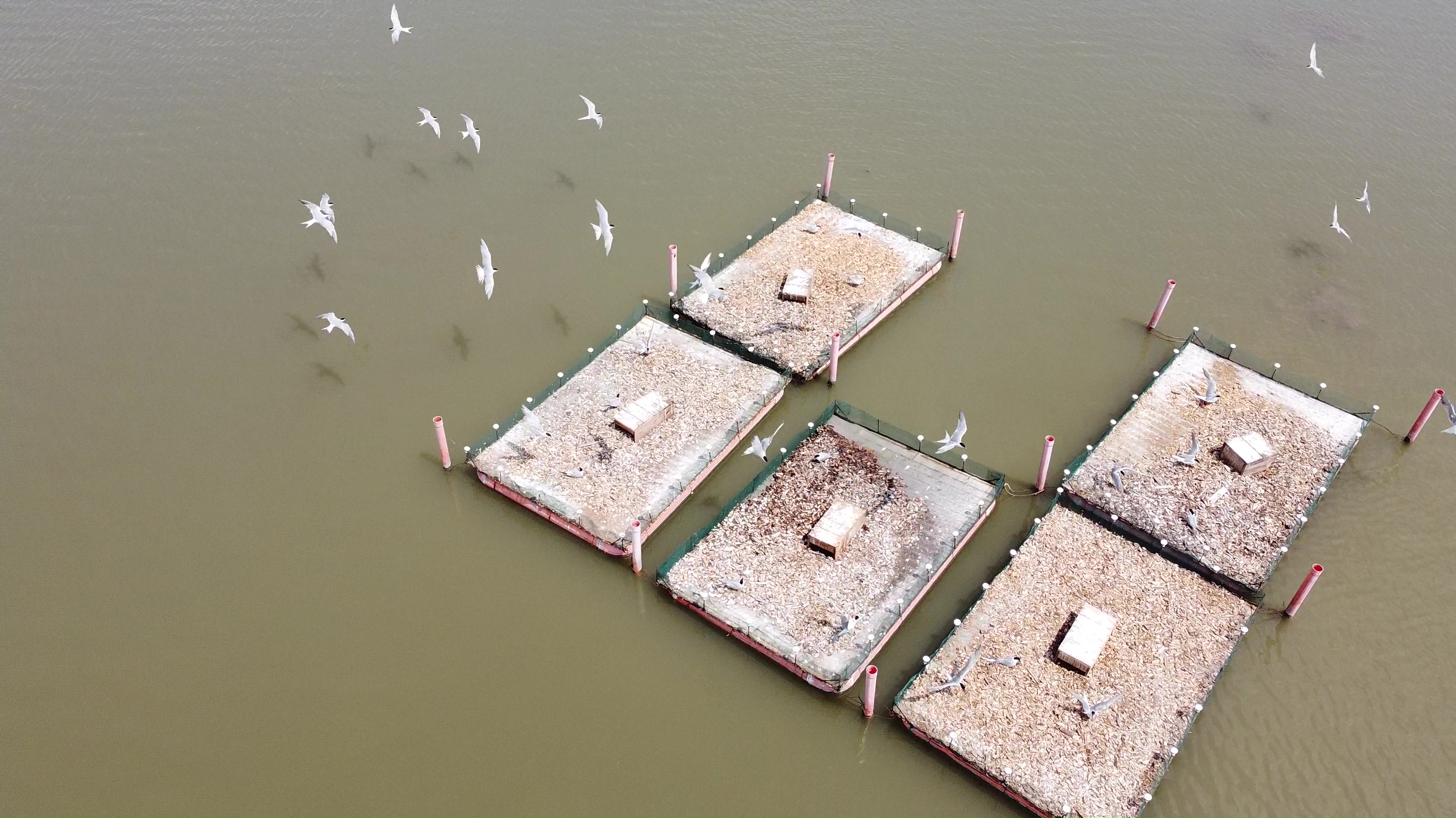 Monitoraggio nidificazione avifauna sulle zattere galleggianti