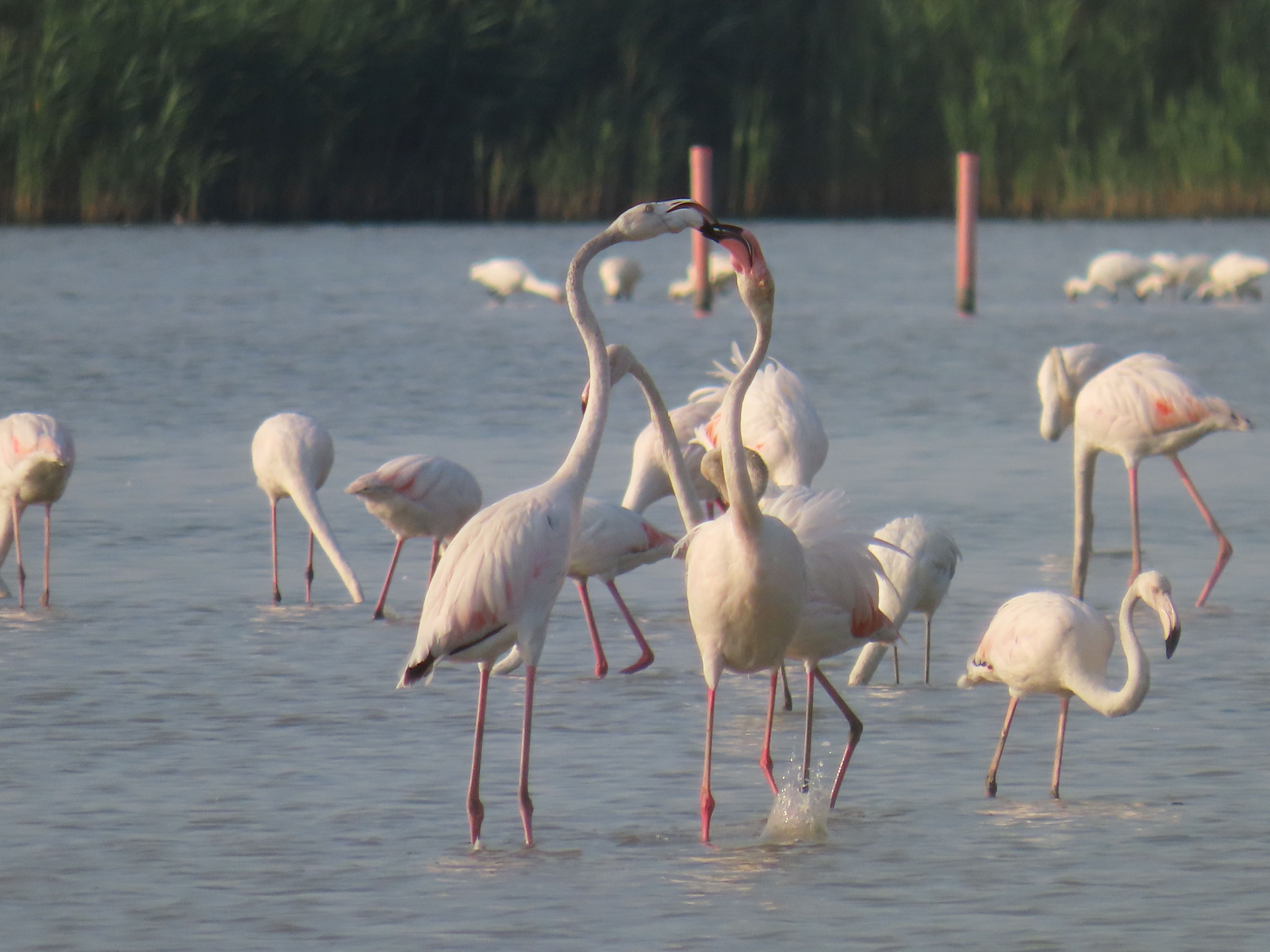 Greater flamingos