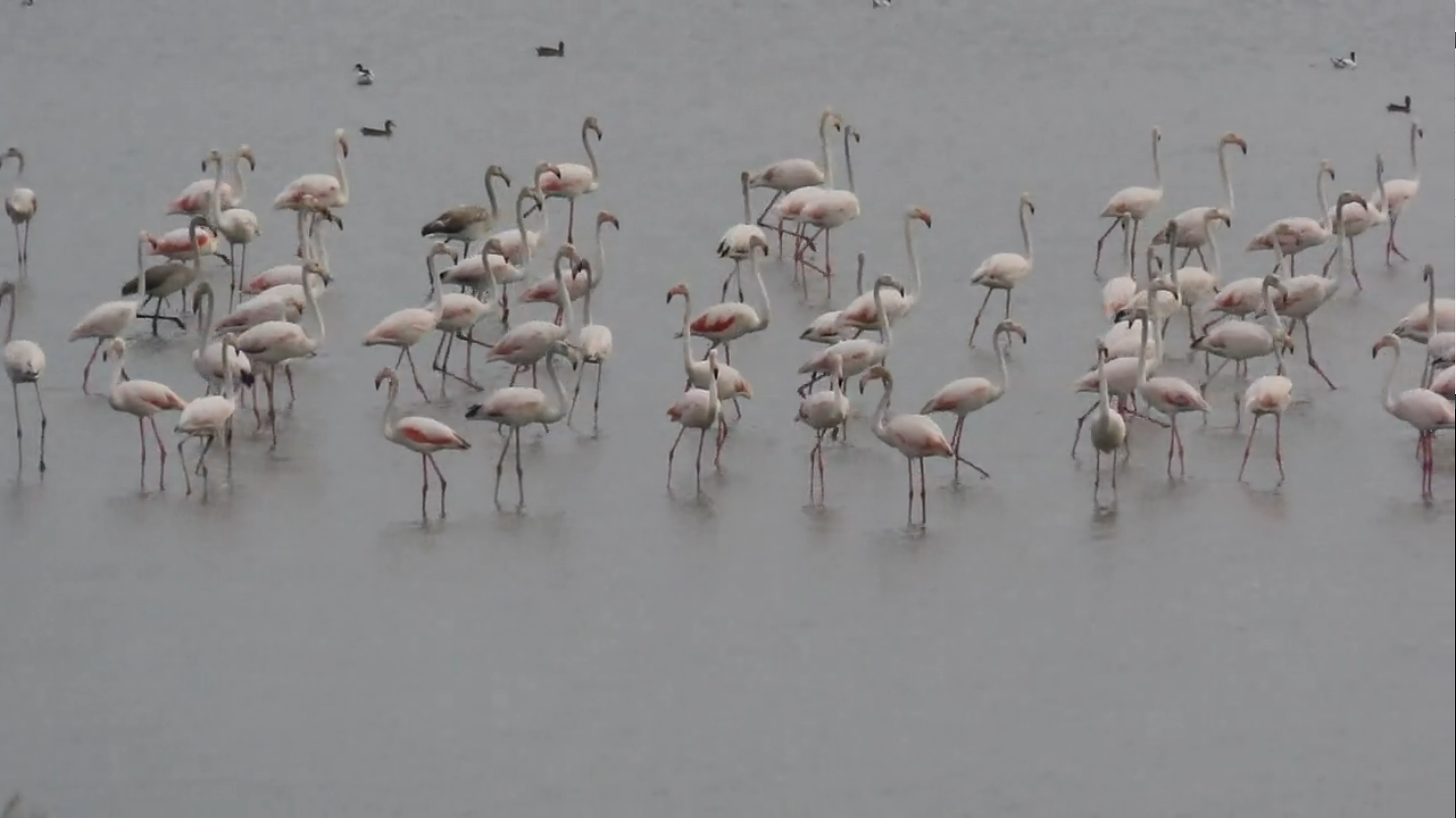 700 Fenicotteri in Oasi