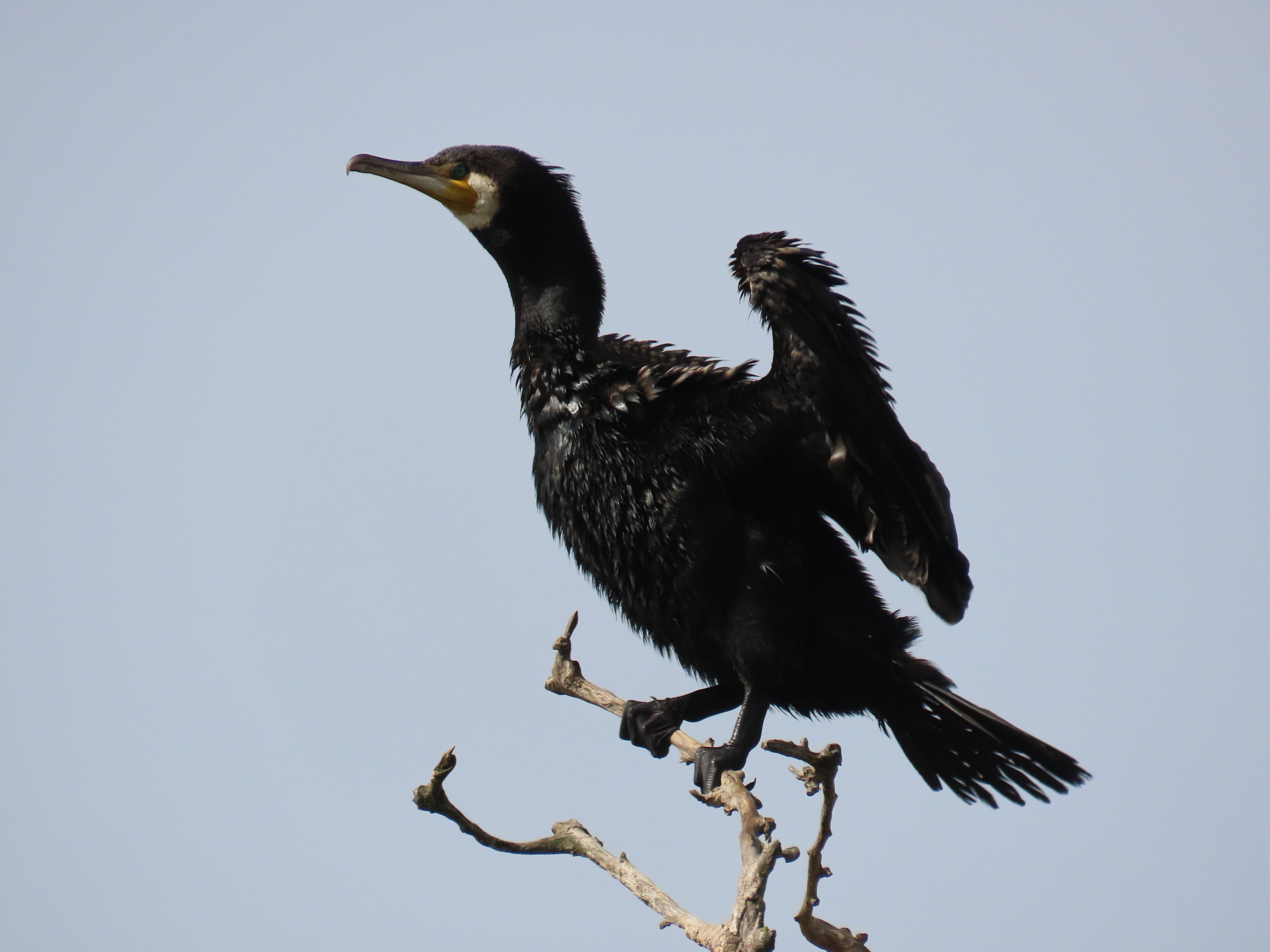 Cormorano