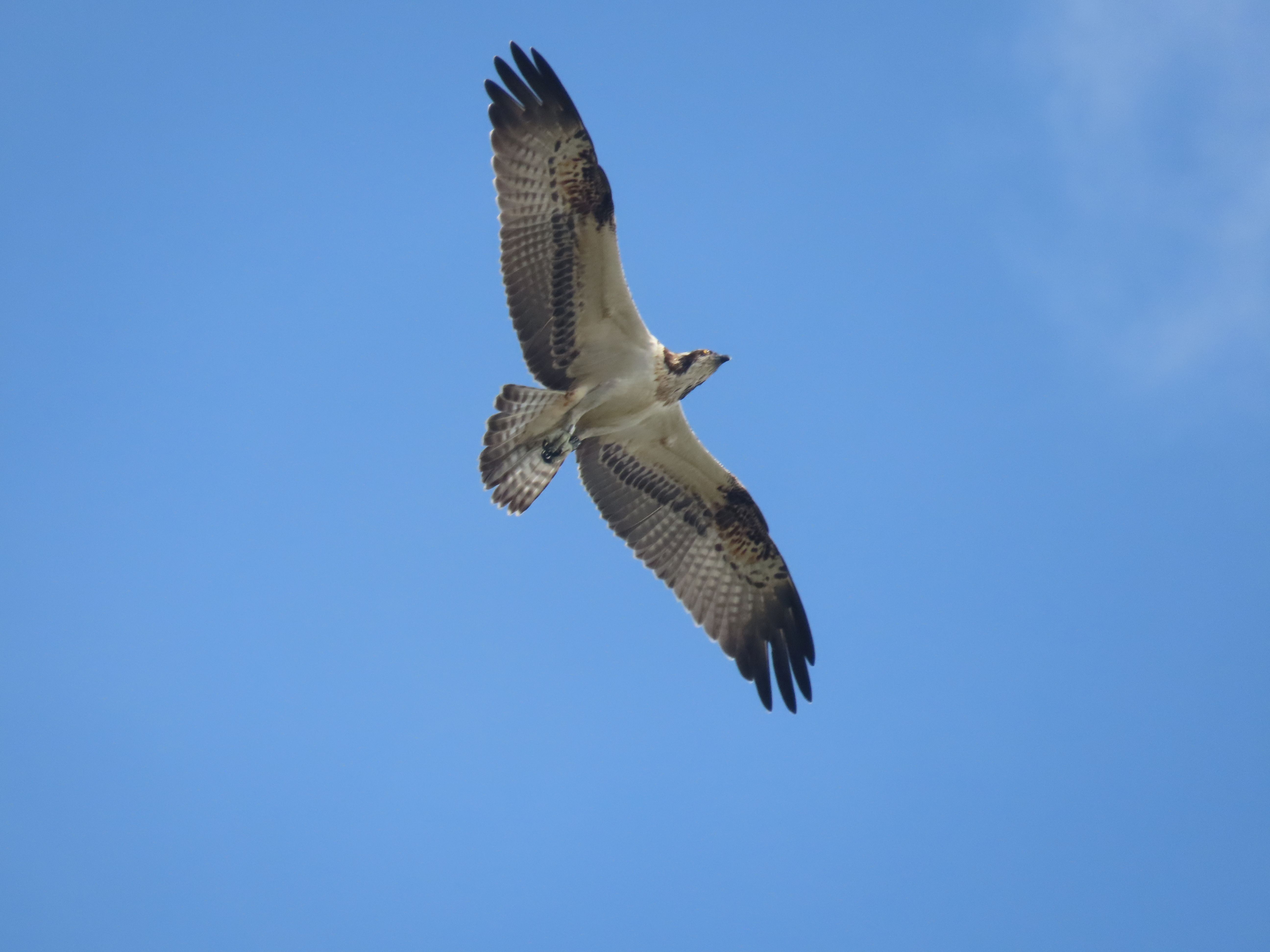 Osprey