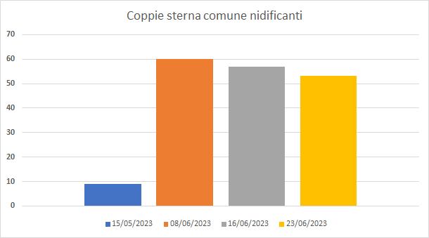 Coppie di Sterna comune Nidificanti