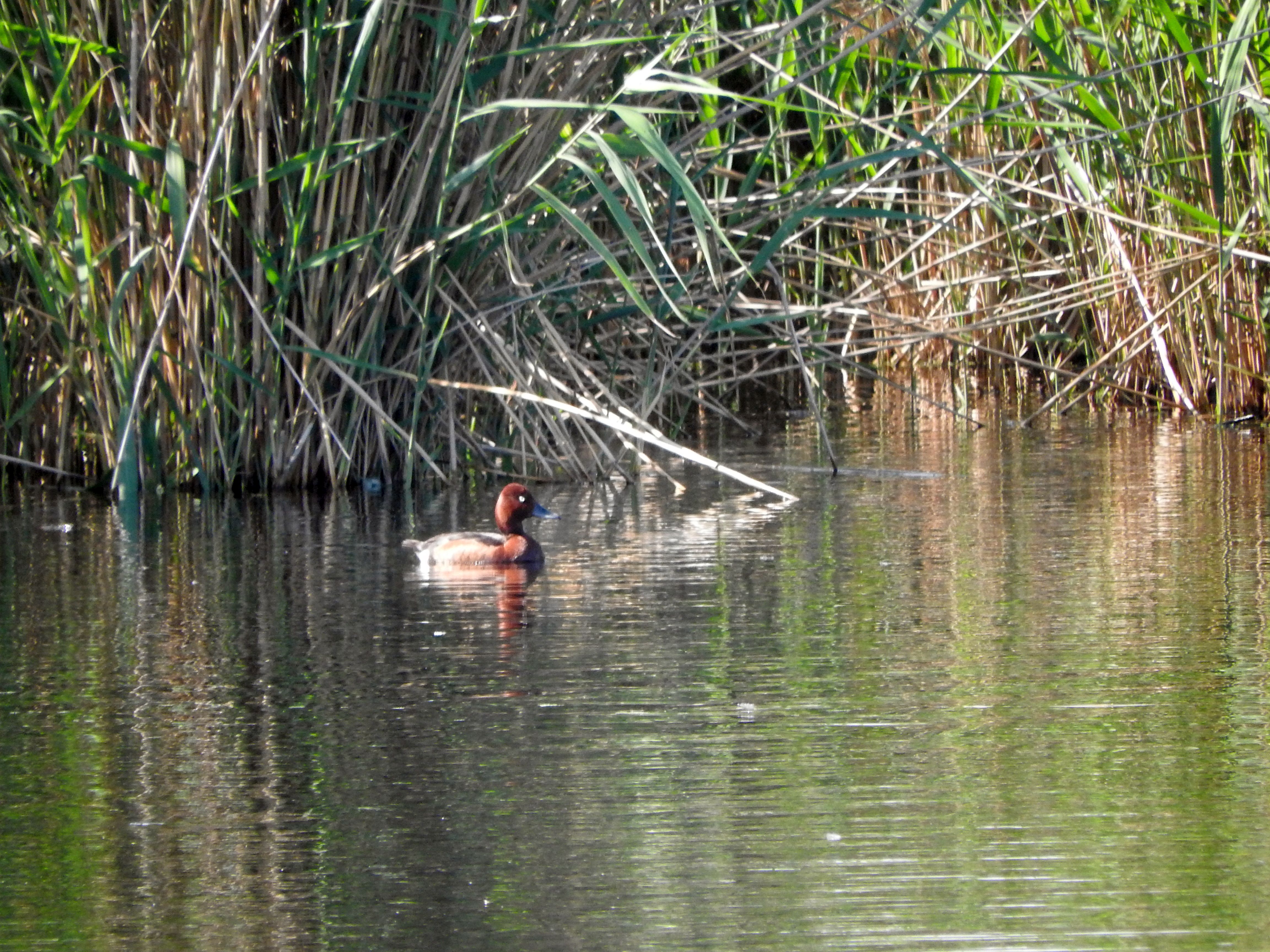 Ferruginous Duck