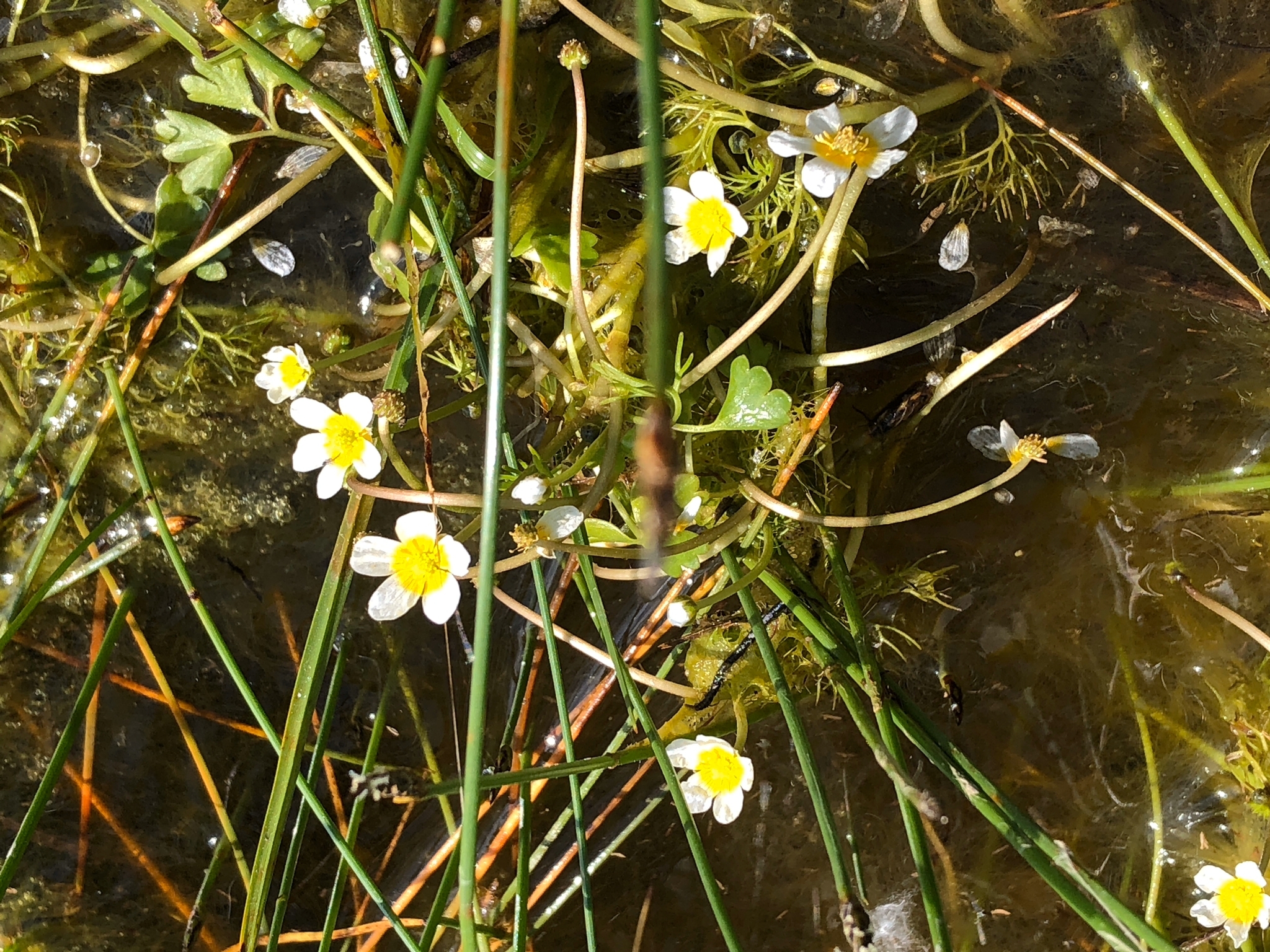 Ranunculus baudotii