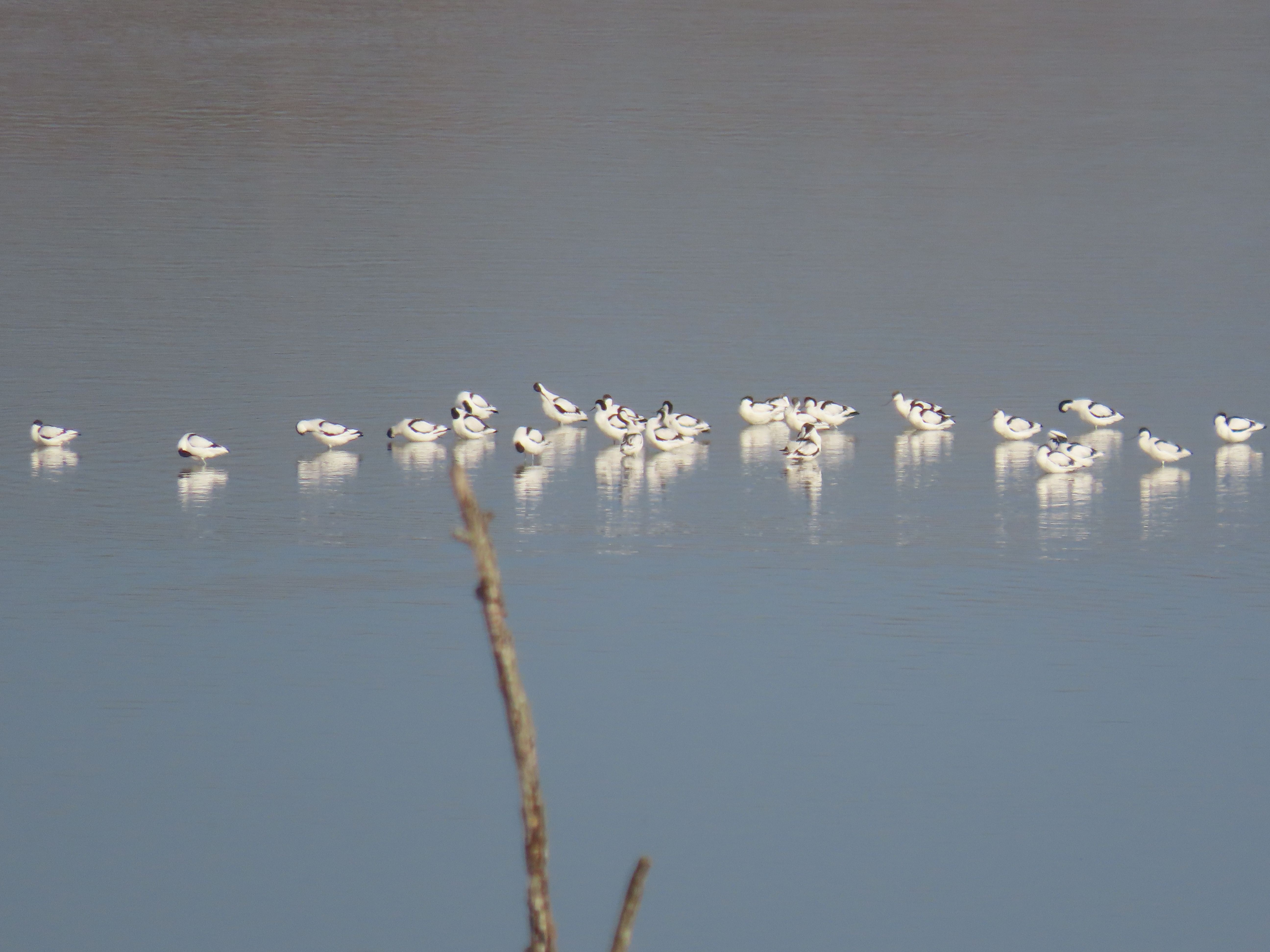 Avocette