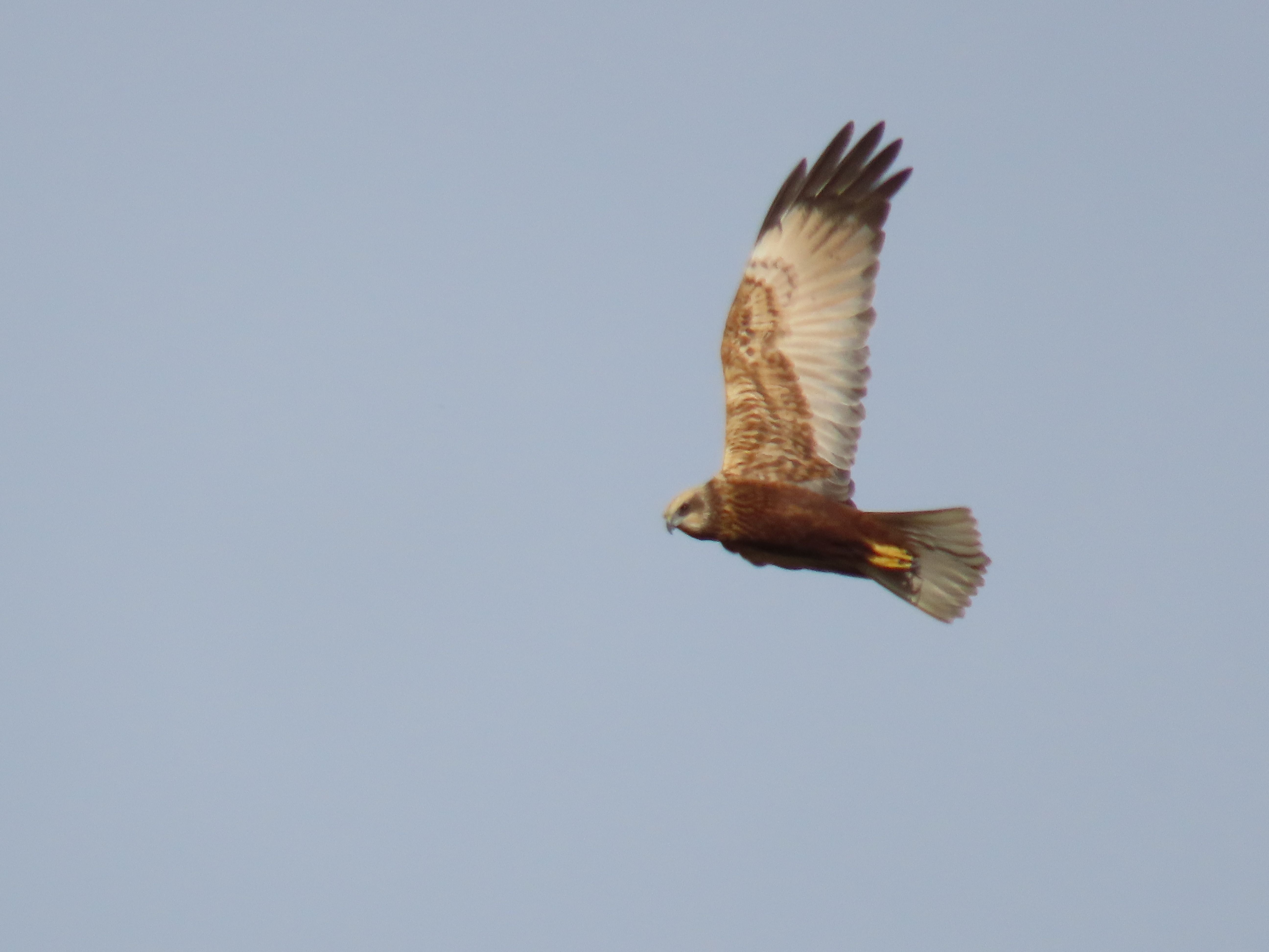 falco di palude maschio