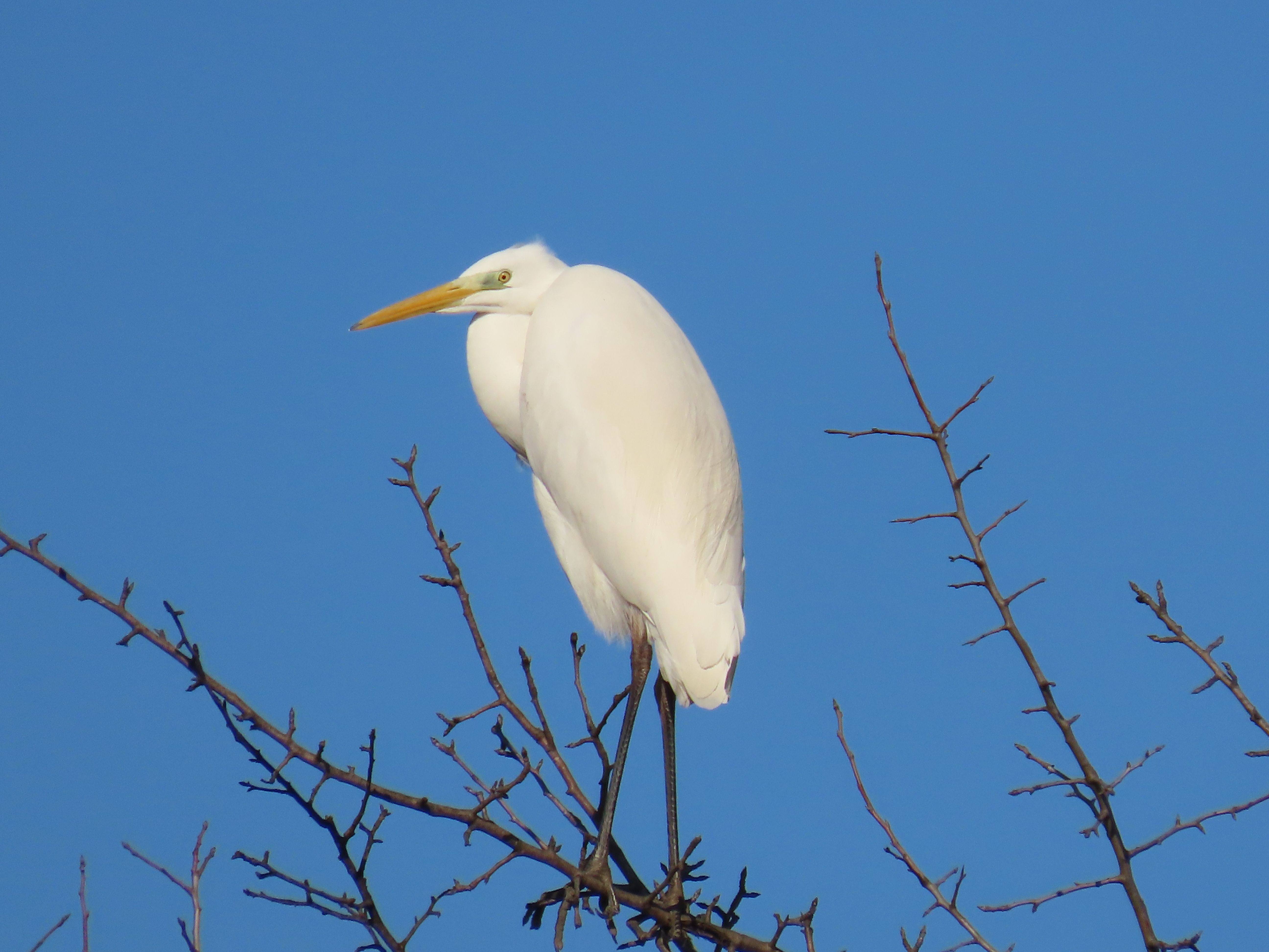 Airone bianco maggiore