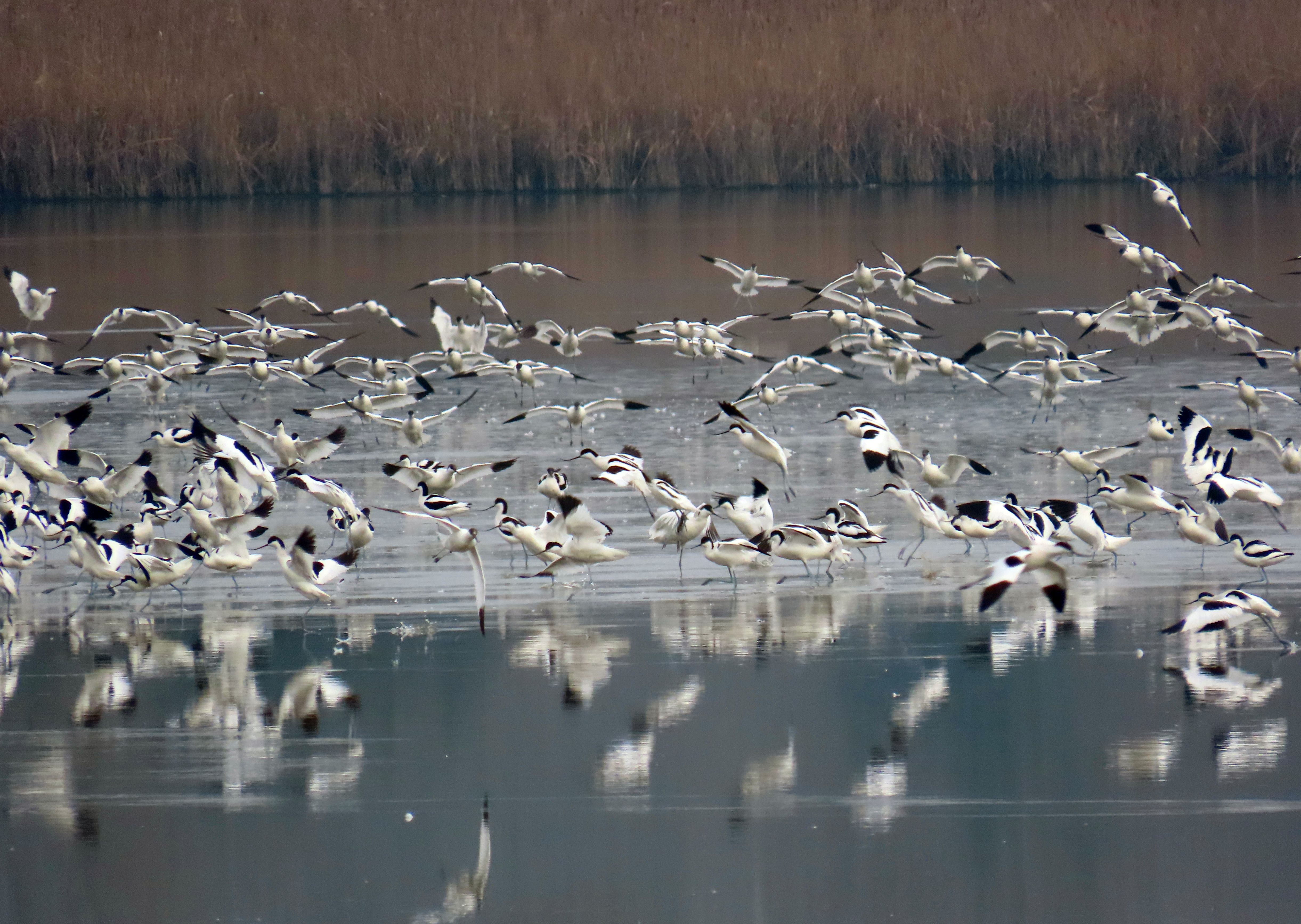 Avocette atterraggio