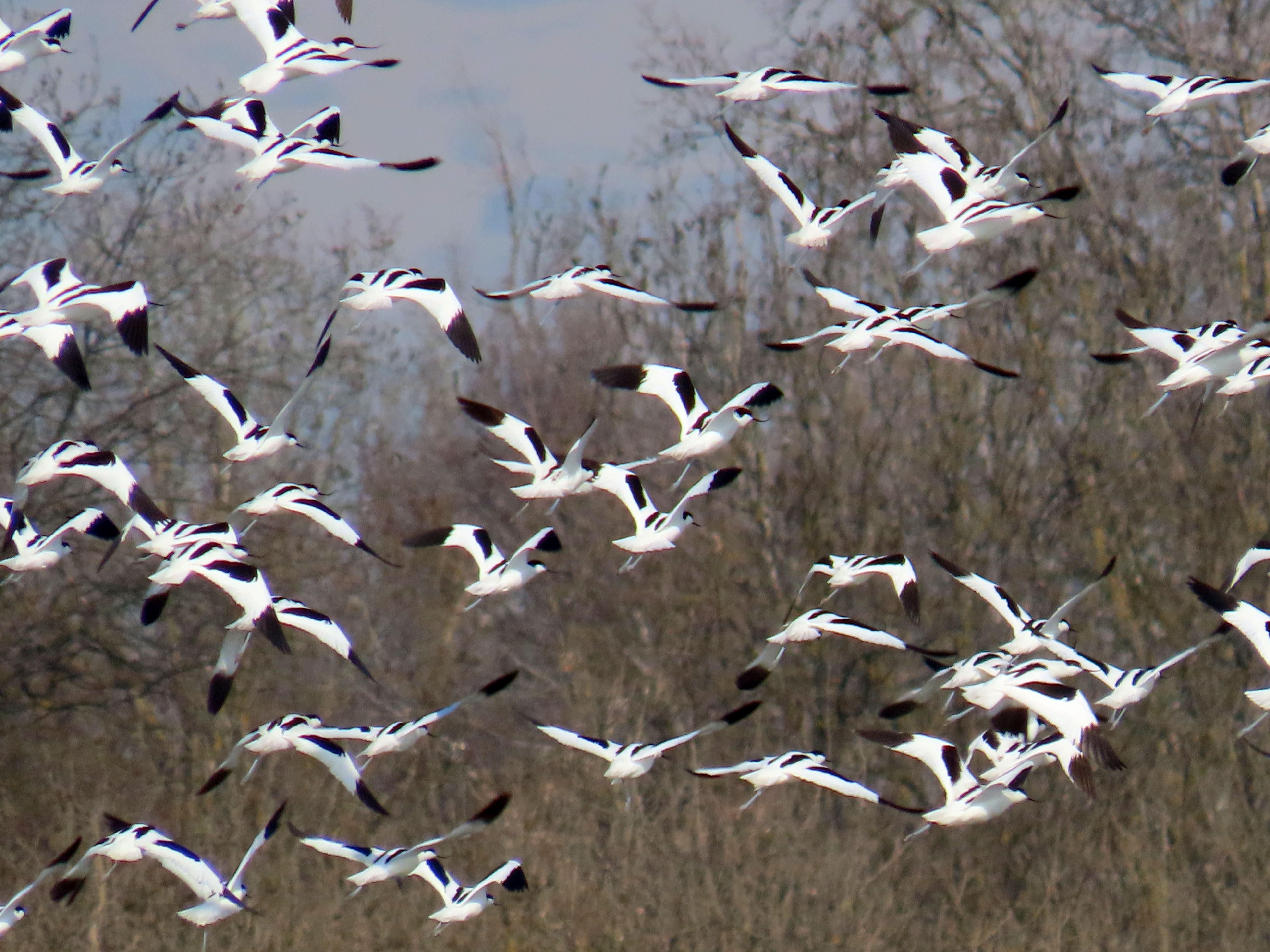 avocette