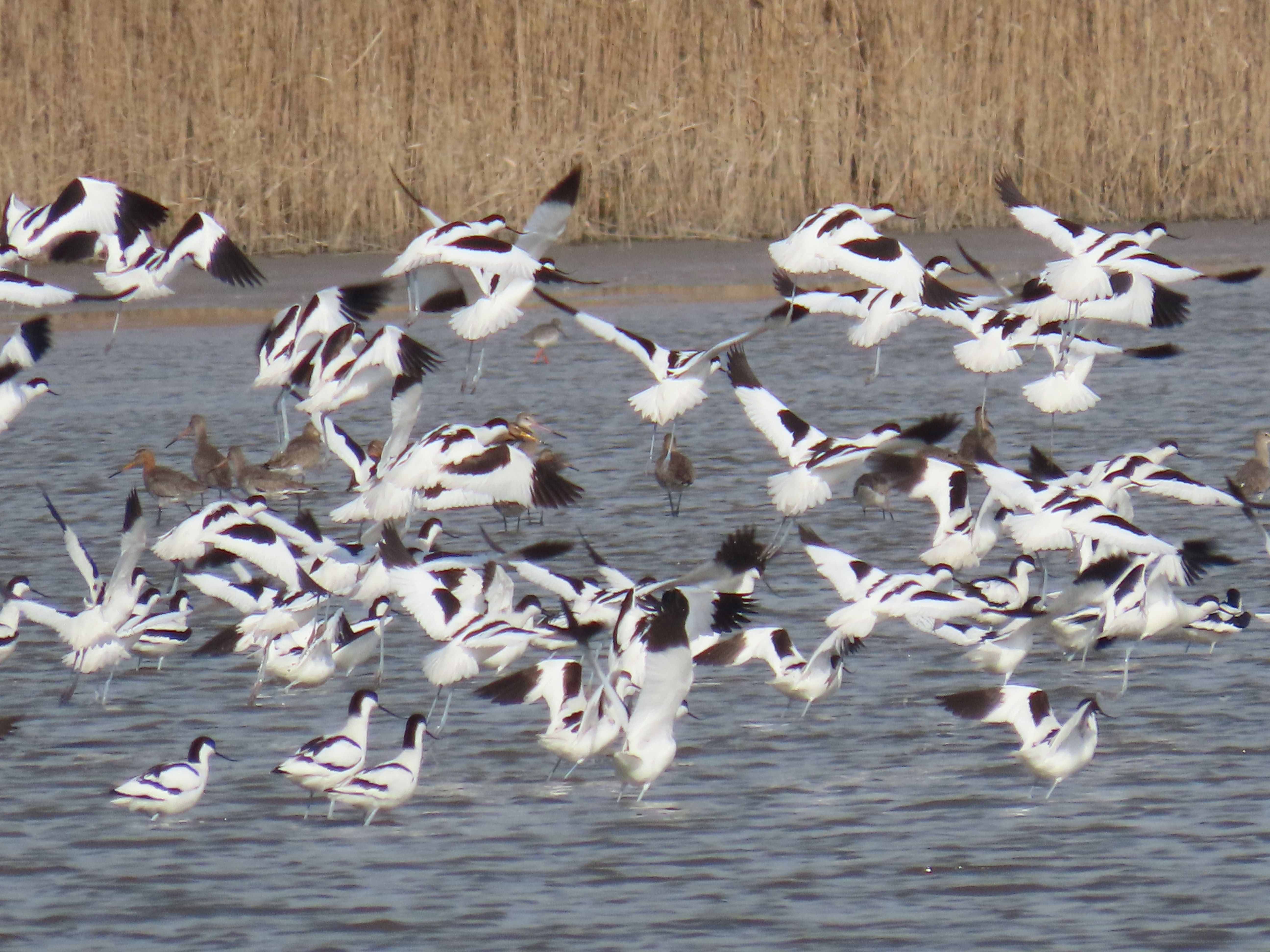 Avocette e pittime