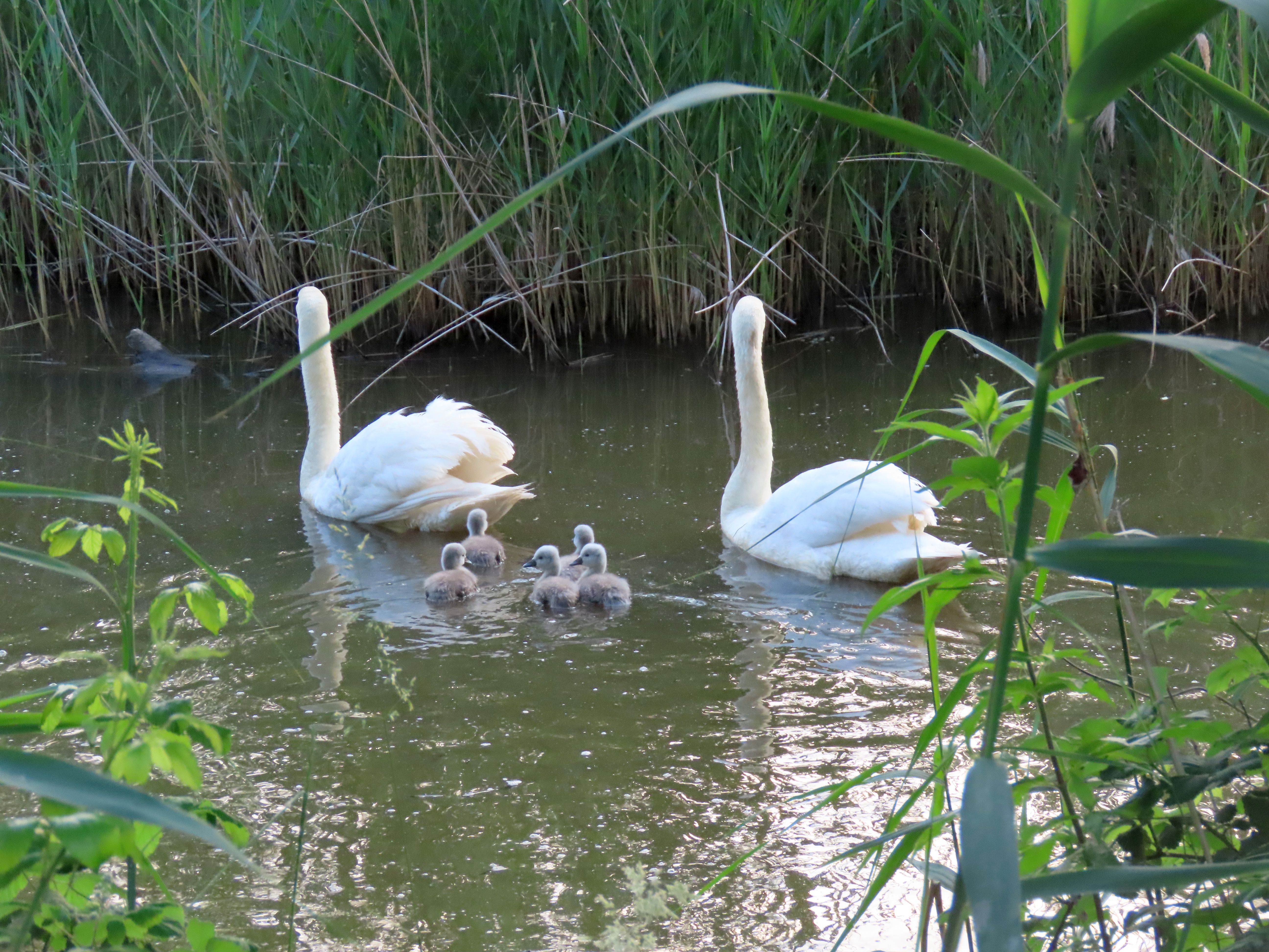 cigno e pulcini