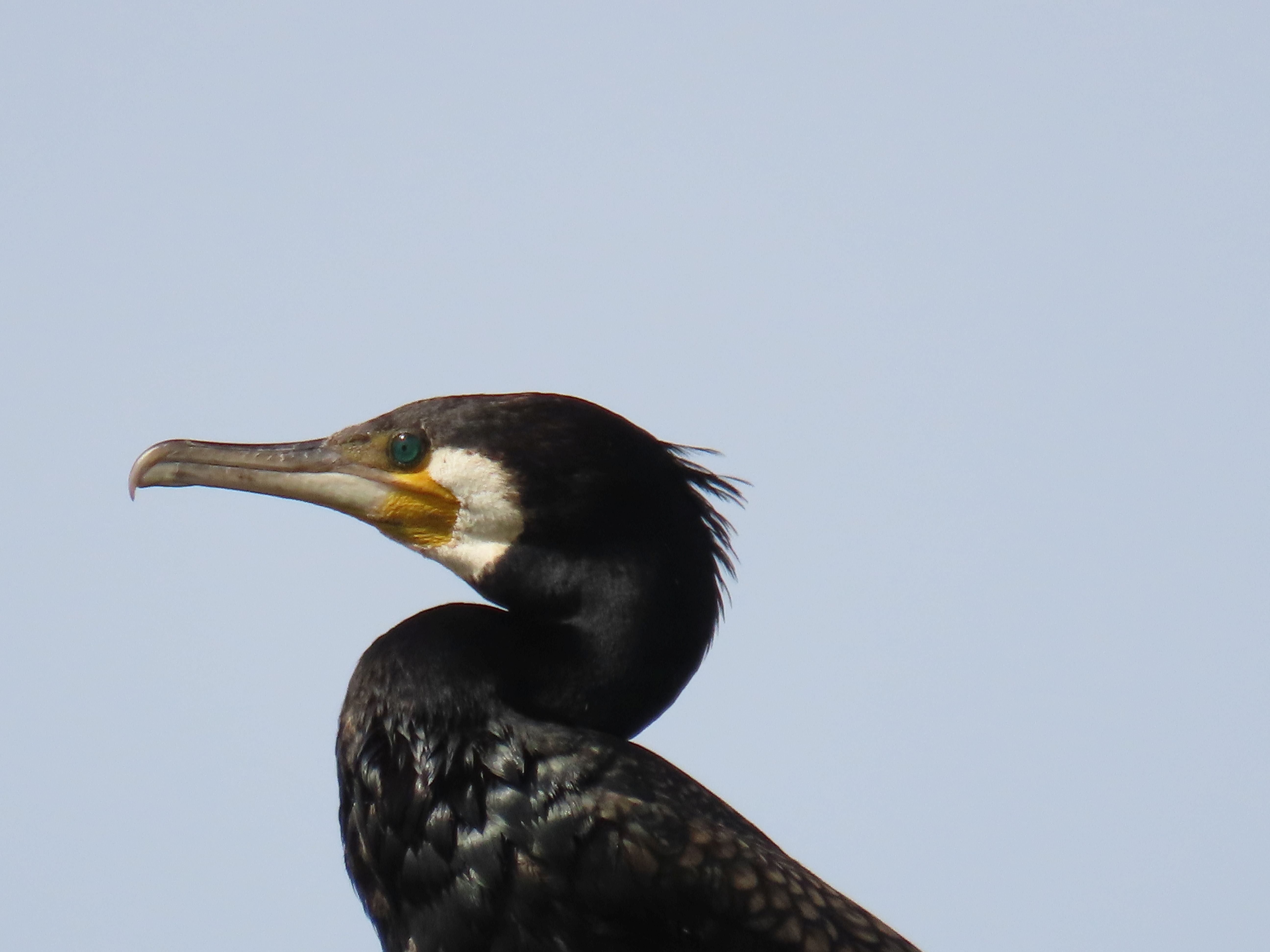 testa cormorano