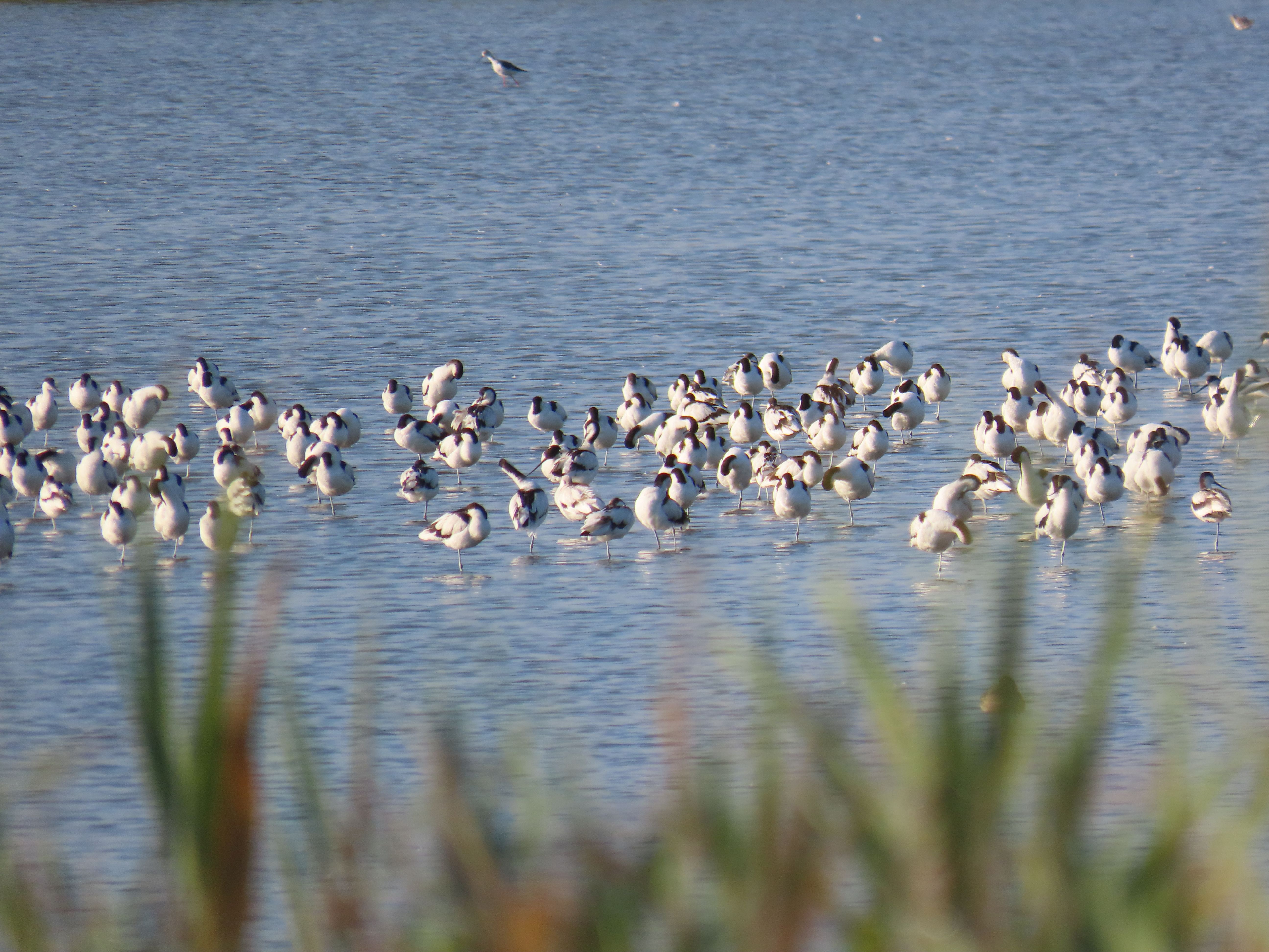 Avocetta