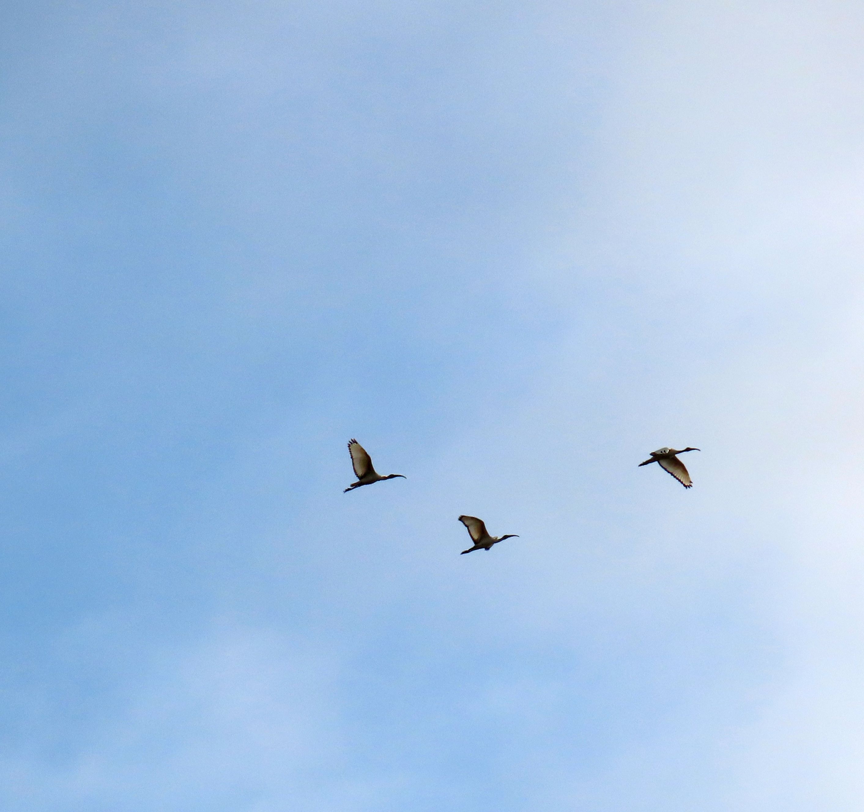 Ibis sacri in volo