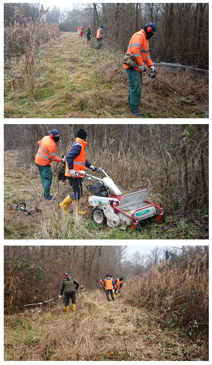 Azione C3. Piantumazione