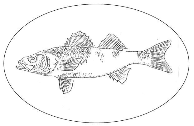 Branzino