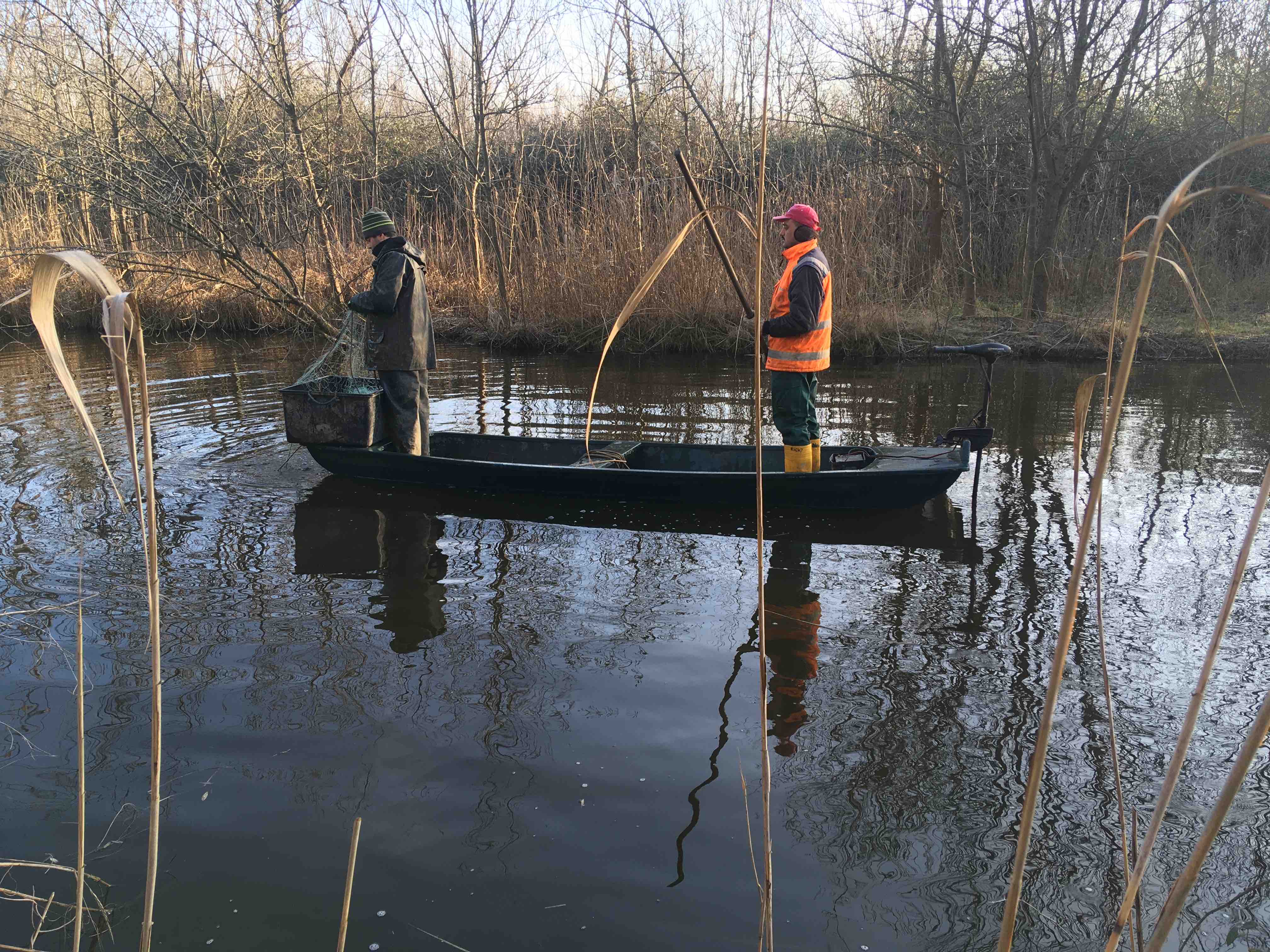 pesca al siluro