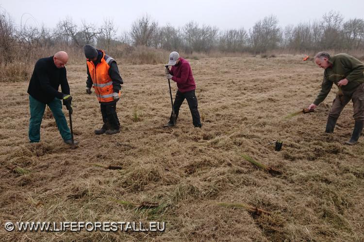 in corso le piantumazioni di Cladium mariscus nella zona sud dell’Oasi WWF di Valle Averto