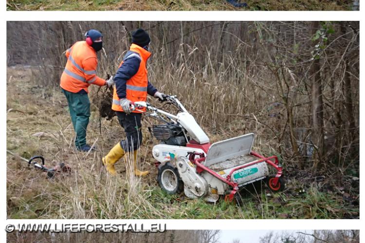 Preparazione della piantumazione di frassini, olmi e ontani per la Azione C3