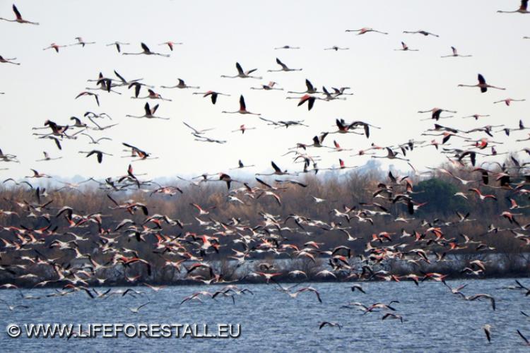 Monitoraggio dell’avifauna. Febbraio 2021