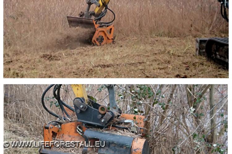 Preparazione impianto Cladium mariscus. Sfalcio area B