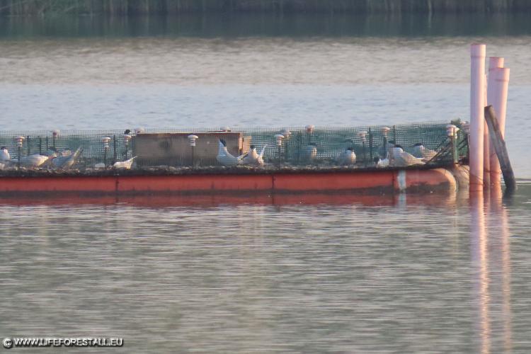 Common terns on rafts