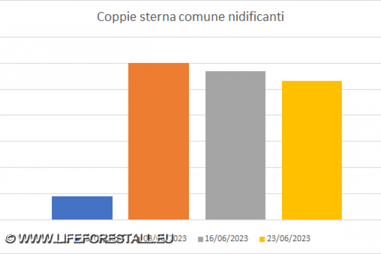 Coppie di Sterna comune Nidificanti