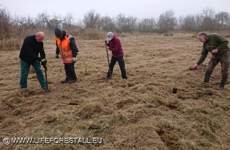 in corso le piantumazioni di Cladium mariscus nella zona sud dell’Oasi WWF di Valle Averto