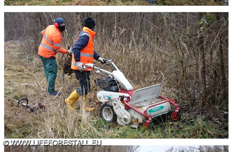 Preparazione della piantumazione di frassini, olmi e ontani per la Azione C3