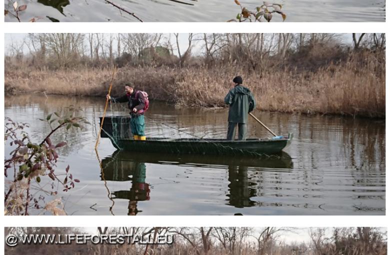 Wels catfish reduction