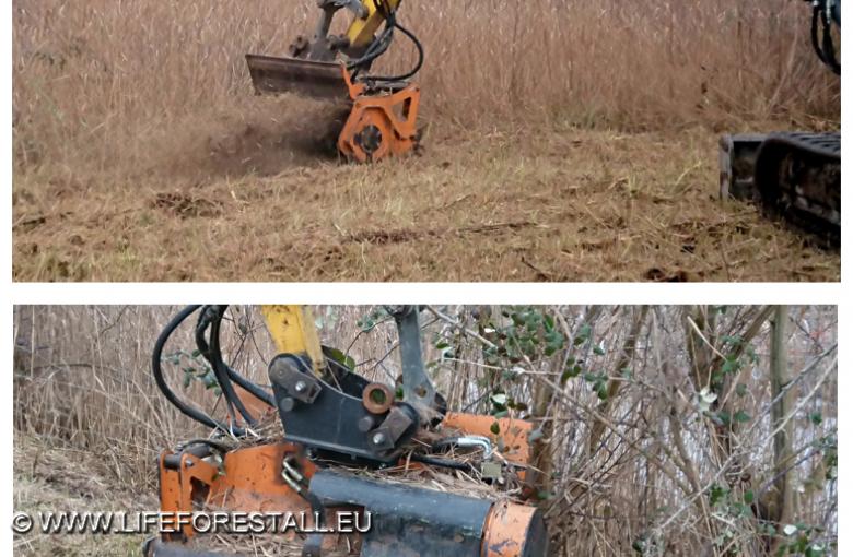 Preparazione impianto Cladium mariscus. Sfalcio area B