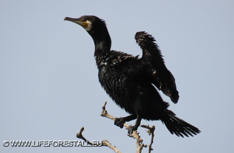 Cormorano