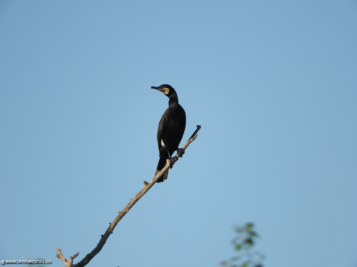 Cormorano