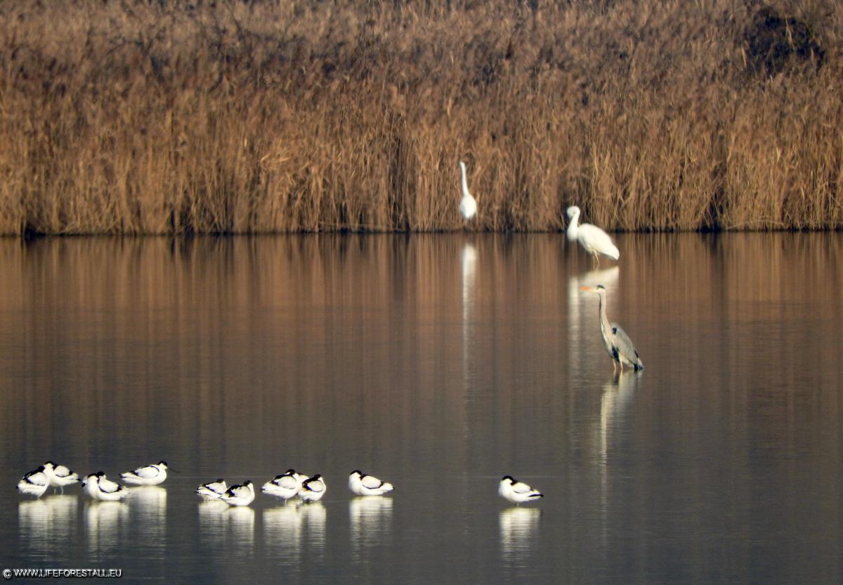 Avocetta