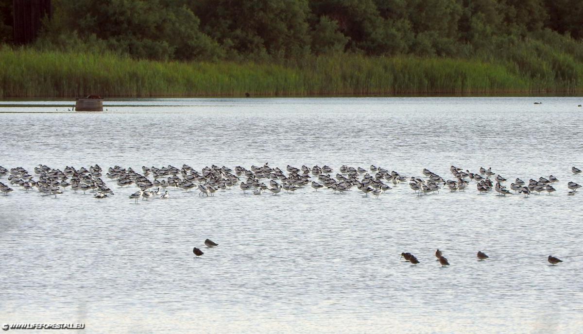 Avocette e Totani mori