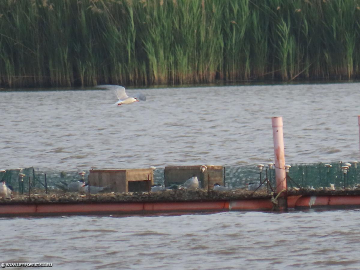 Common tern fly on rafts