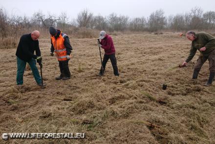 in corso le piantumazioni di Cladium mariscus nella zona sud dell’Oasi WWF di Valle Averto