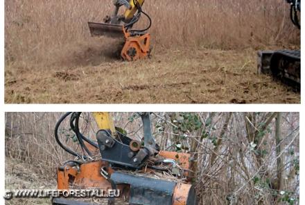 Preparazione impianto Cladium mariscus. Sfalcio area B