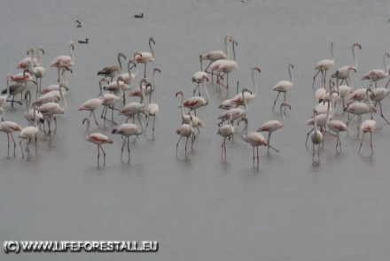 700 Fenicotteri in Oasi