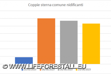 Coppie di Sterna comune Nidificanti