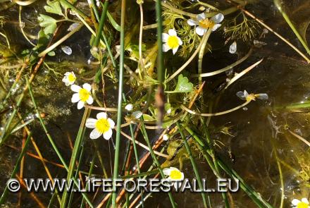 Ranunculus baudotii